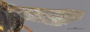 Media type: image;   Entomology 13771 Aspect: Wing hind